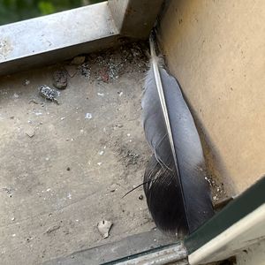 刘涛穿三角裤头的照片
